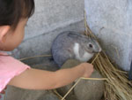 うわさのダッシュ☆