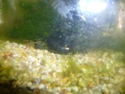 p1000605 p1000605